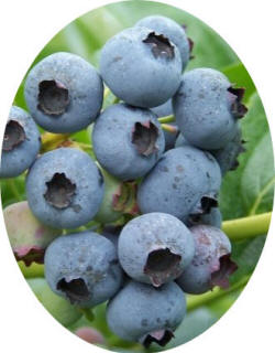 U-pick blueberries, already picked blueberries - Ottawa County Michigan bluberry farm