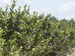 U-pick blueberries, already picked blueberries - Ottawa County Michigan bluberry farm