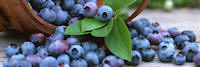 U-pick or already picked blueberries at Woodland Enterprises Berry Farms - serving Zeeland, Holland, Allendale, Standale, Hudsonville, Grandville, Jenison, West Olive and all of West Michigan