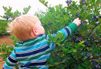 West Michigan, Ottawa County u-pick blueberry farms, pre-picked raspberries