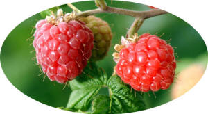 Fresh picked raspberries in West Michigan at Woodland Enterprises Berry Farms - a quick drive from Holland, Zeeland, Allendale, Standale, Hudsonville, Jension & Grandville!