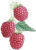 Already picked raspberries at Woodland Enterprises Berry Farms - serving all of West Michigan