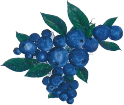 U-pick or already picked blueberries at Woodland Enterprises Berry Farms - serving all of West Michigan